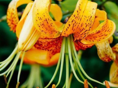 如何点燃女友性冷淡的爱情火花？（15个实用方法让你摆脱性冷淡的困扰）
