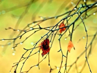 解读梦见下雨的含义（揭秘梦境中雨水的象征意义）